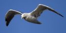 Greater Black-backed Gull