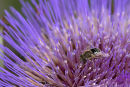 Cardoon_Flower_&_Bee