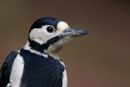 Female Greater Spotted Woodpecker