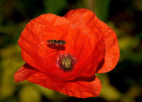 Poppy_&_Hover_Fly