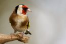 Goldfinch