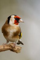 Goldfinch