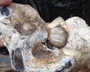Fossil Sea Urchin