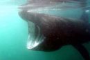 Basking sharks underwater video footage