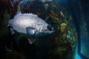 Cornelia stone bass 3