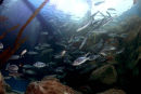 NMA ATLANTIC REEF 1