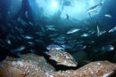 NMA ATLANTIC REEF 4