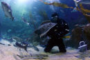 NMA ATLANTIC REEF 5
