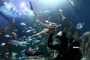 NMA ATLANTIC REEF 7