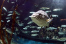 NMA ATLANTIC REEF 9
