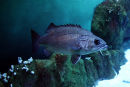 Cornelia stone bass 4