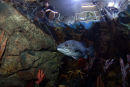 Cornelia stone bass 5
