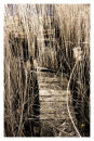 boardwalk on marsh