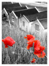 poppies 