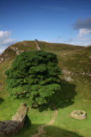 Sycamore Gap