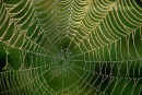Spiders Web