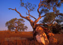 Sunset afterglow on Red River Gum Trees, Flinders Range, South Australia