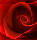 Red rose