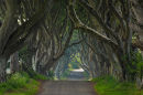 Dark Hedges, County Antrim