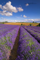 Lavender Field, Cotswolds