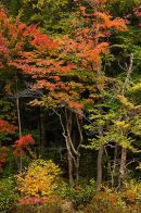 Autumn Colours, New Hampshire