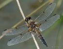 Four-spotted Chaser male