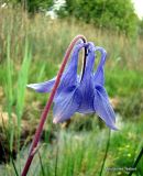 Aquilegia vulgaris, Columbine