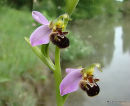 Bee Orchid