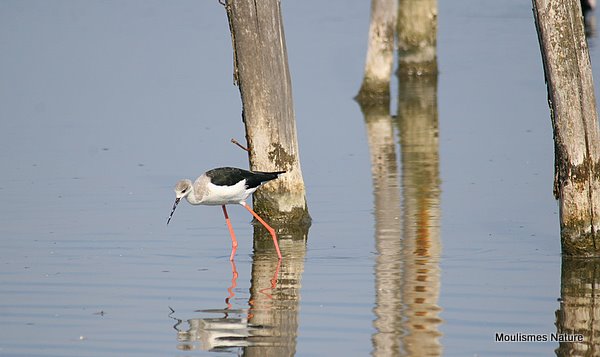 Black-winged Stilt male