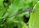 Blue-tailed Damselfly fem imm violacea