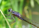 Blue-tailed Damselfly fem imm violacea 
