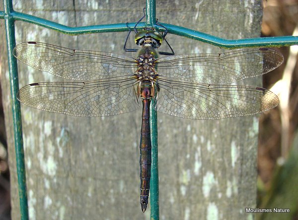 Brilliant Emerald male mature