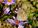 (?)Common Blue female