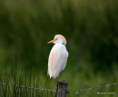 Cattle Egret, Heron Gardeboeufs