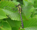 Club-tailed Dragonfly male imm