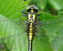 Club-tailed Dragonfly male imm