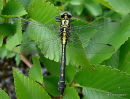 Club-tailed Dragonfly male imm