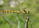 Common Darter female imm