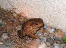 Common Toad, Crapaud commun