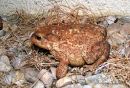 Common Toad