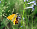 Small Skipper female