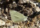Small White