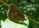Ringlet female, Le Tristan