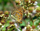 Dark Green Fritillary, Le Grand Nacré