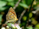 Dark Green Fritillary