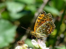 Dark Green Fritillary