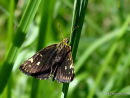 Large Chequered Skipper