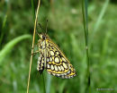 Large Chequered Skipper, Le Miroir