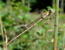 Winter Damselfly male