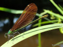 Beautiful Demoiselle female